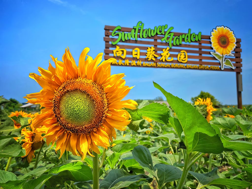 Sunflower Garden – Bagan Datuk’s Blooming Hidden Gem